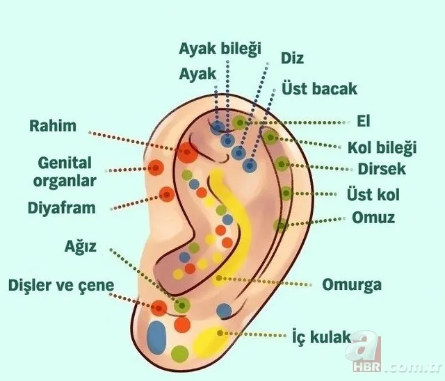 Kulak memesindeki çapraz çizgi ne işe yarar? 17