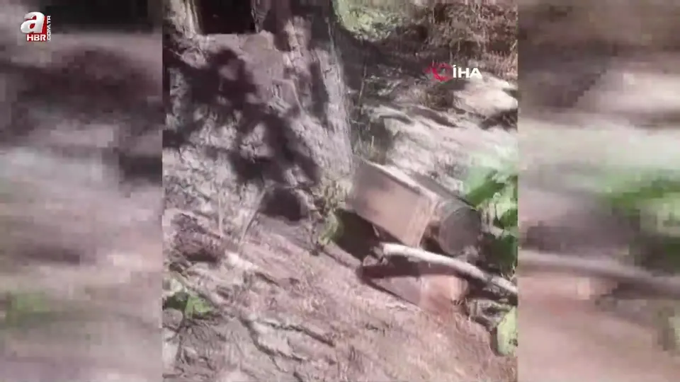 Ağaç kovuğundan kilo kilo bal çıktı