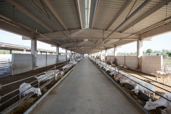 Keçi sütünde koronavirüse karşı etkili protein bulundu! - 1
