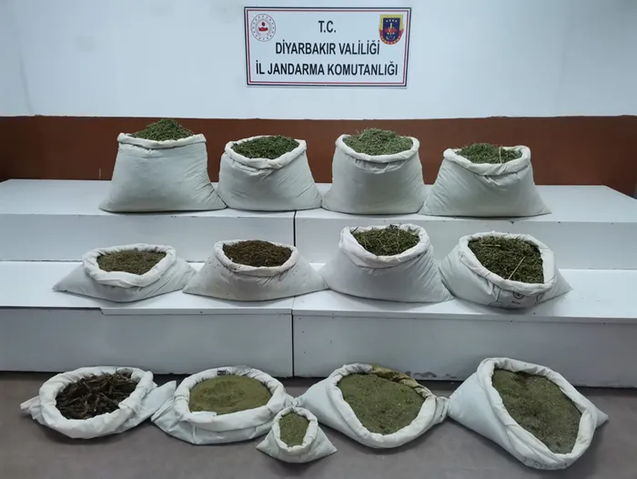 İçişleri Bakanlığı duyurdu: Diyarbakır'da 22 milyon kök kenevir ele geçirildi - 1