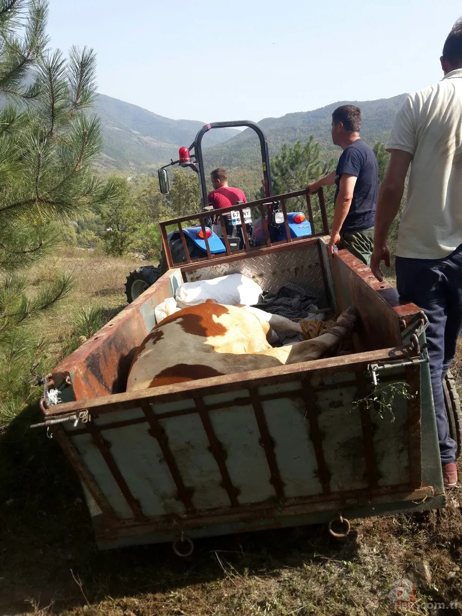 Ormanda doğum yapan inek 3 gün sonra kurtarıldı 5