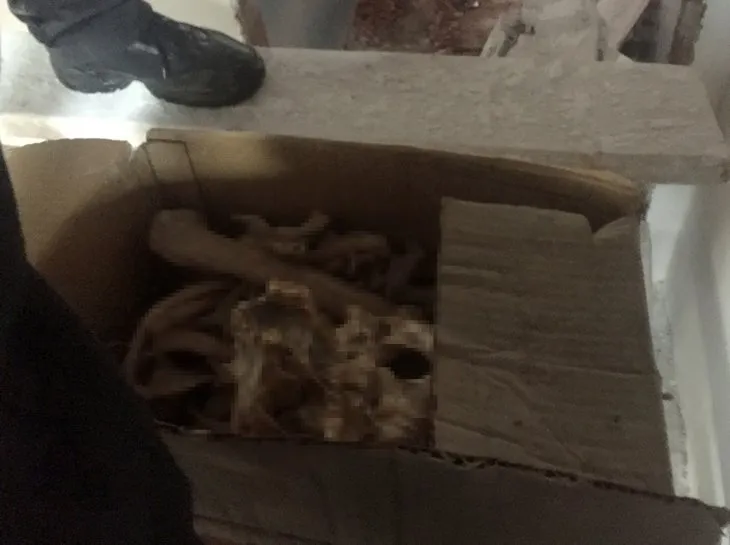 Adana’da dehşet! Yeni aldığı evde kafatası ve insan kemikleri buldu