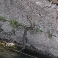 Balık tutmaya gidince karşılaştılar! 2 metre uzunluğunda...