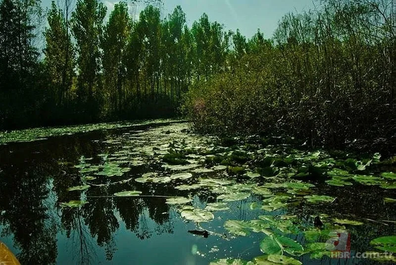 Bu zeka testi sosyal medyayı sallıyor! Detayları fark etmekte ne kadar dikkatlisiniz? 25