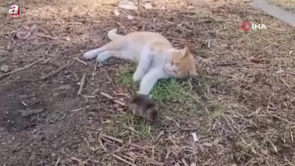Kedi ile farenin dostluğu şaşırttı