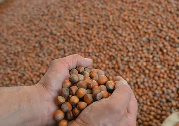 Fındık ihracatı miktar bazında düştü