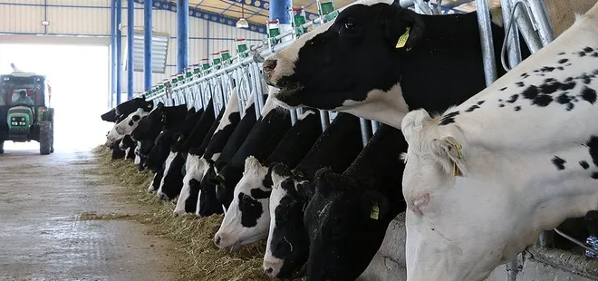 Türkiye hayvancılıkta Avrupa’nın lideri oldu! İspanya ve Yunanistan’ı 3’e katladık