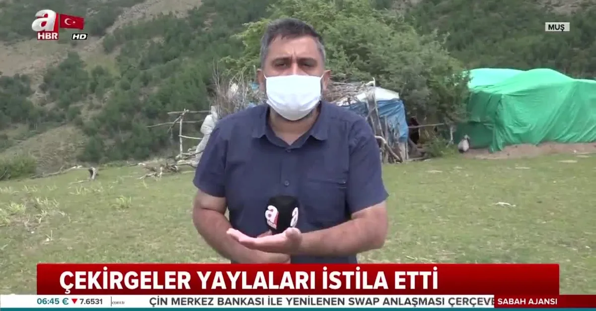 Muş'ta çekirge istilası |Video