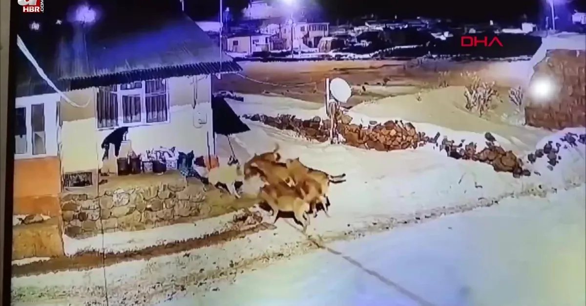 Kurtlar çoban köpeğine saldırdı! Tek başına böyle karşı koydu