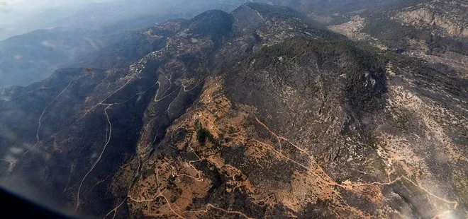 Yanan bölgelere hangi tür ağaçlar dikilecek? Harekete geçildi