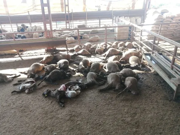 sahipsiz-30-kopek-ciftlige-saldirdi-41-hayvan-telef-oldu-1665902094716.jpg Sahipsiz 30 köpek çiftliğe saldırdı: 41 hayvan telef oldu - 1