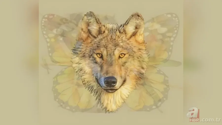 Kişilik testi: İlk fark ettiğiniz hayvan karakterinizin kodlarını veriyor 6