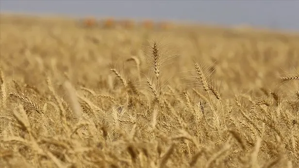 Kuraklık desteği yattı mı, ne zaman yatacak? Çiftçiye kuraklık destek ödemesi ayın kaçında yatar, belli oldu mu? Bakan tarih verdi... - 6