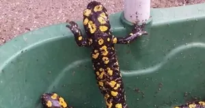 Elazığ’da benekli semender görüntülendi