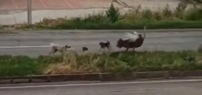 Dikkat deve kuşu çıkabilir! Çiftlikten kaçtı köpeklerin saldırısına uğradı