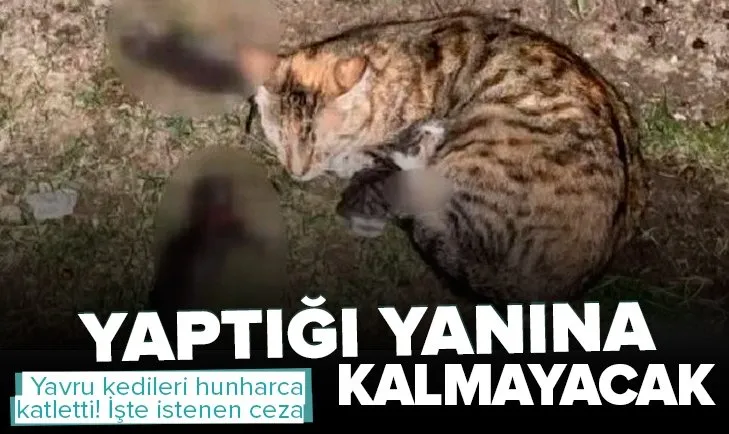 Yavru kedileri hunharca katleden zanlı hakkında istenen ceza belli oldu