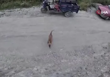 Sinop’ta köpeğin dronla imtihanı