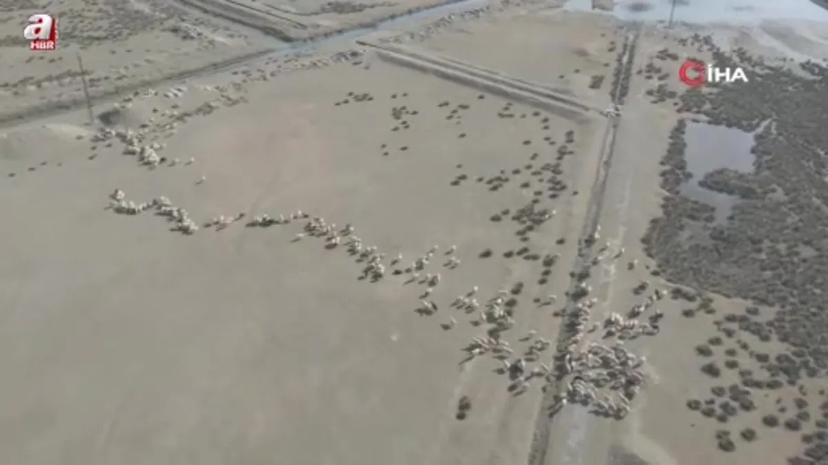 Erzincan’da sürüler merada