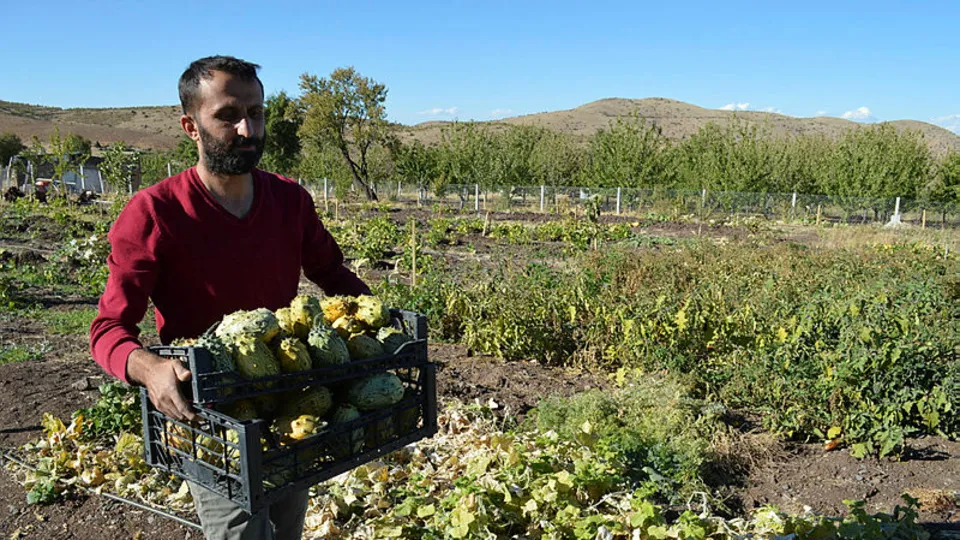 Elazığ'da "yetişmez" diyenlere inat başladı! Tropikal lezzetleri buraya taşıdı