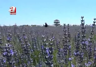 Lavanta bahçeleri kapılarını açtı
