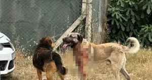 Ataşehir’de köpek dehşeti!