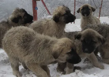 Karda köpekler birbirlerine sarılarak dondular