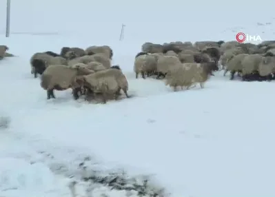 Kar yağdı! Yaylada kaldılar