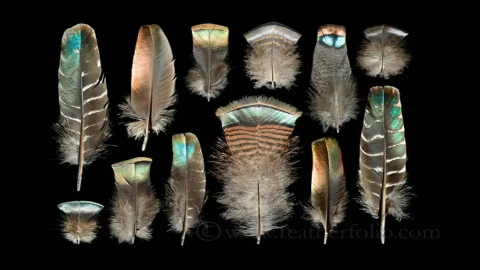 Kus Tuylerinden Yaptiklarina Inanamayacaksiniz