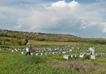 Diyarbakır'daki Dicle Vadisi bal arılarıyla renklendi