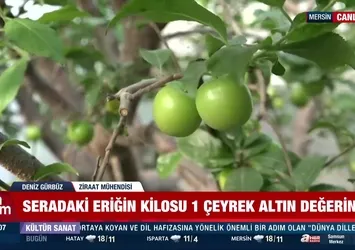 Eriğin bir kilosu çeyrek altın değerinde!