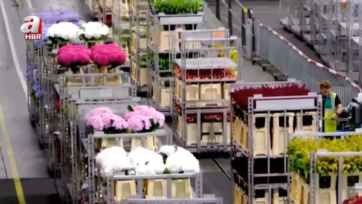 İşte dünyanın en büyük çiçek mezatı