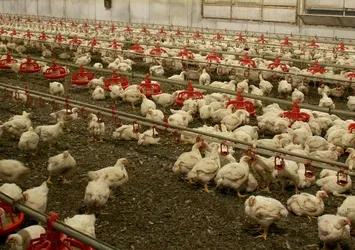 Bakanlık açıkladı! Konya'da kuş gribi vakası