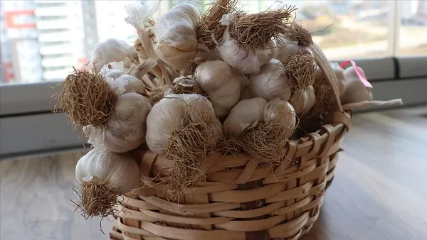 Sarımsağı yıllarca yanlış tüketmişiz! Böyle yapılırsa hiçbir vitamini kalmıyor...