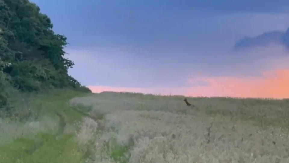 Türkiye’nin yaban hayatı