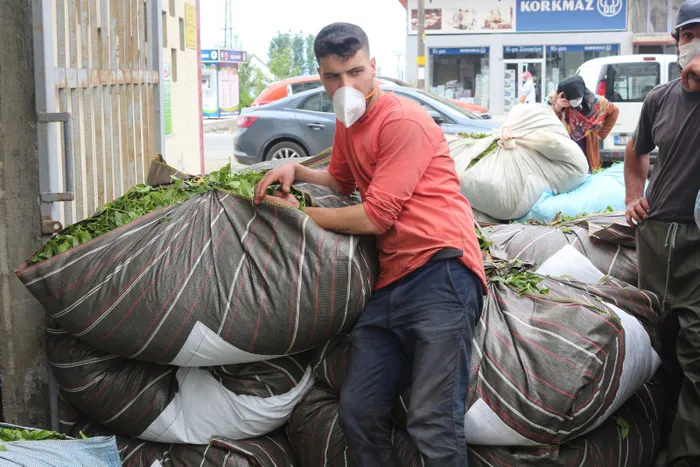 Son dakika: ‘Çay göçü’ ile 40 bin kişi oraya akın etmişti! Korkulan vaka artışı olmadı