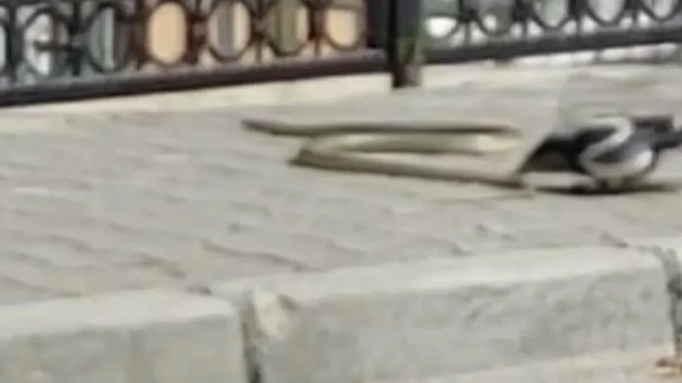 Görüntüler Ankara’dan! Şehre inen yılana saksağan kuşları saldırdı... Bakın yem olmaktan nasıl kurtuldu