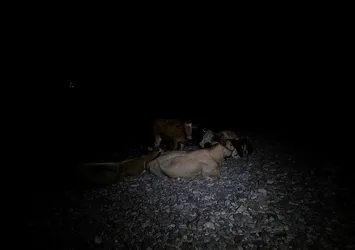 Hayvanlarını deniz kenarına getirerek korudular!