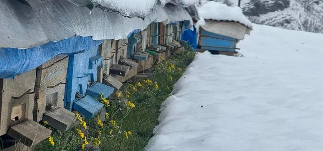 Şırnak’ta yalancı bahar, bal arılarını vurdu!