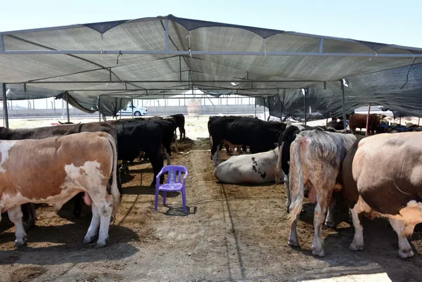 Pazarın gözdesi Toros Kaplanı 67 bin liraya alıcı buldu - 3