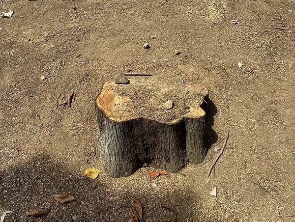 CHP’li Beşiktaş Belediyesi Abbasağa’da ağaç kıyımına devam ediyor!