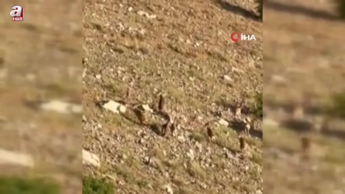 Elazığ’da dağ keçileri görüntülendi