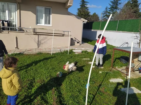 istanbulda-ilginc-goruntuler-sevimli-horoz-efe-cocuklarla-top-oynuyor-1674716670502.jpg İstanbul’da ilginç görüntüler! Sevimli horoz “Efe” çocuklarla top oynuyor - 1