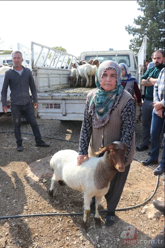 Adana'da koyunları çalınan Ayşe teyzenin gözyaşları dindi 23