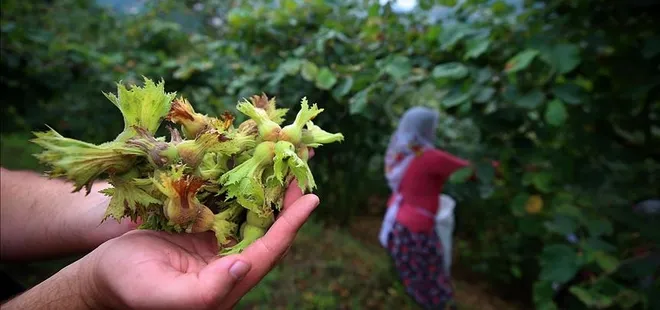 FİSKOBİRLİK’ten fındık üreticisine hasat uyarısı