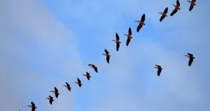 Bursa’da pelikan sürüsü görüntülendi