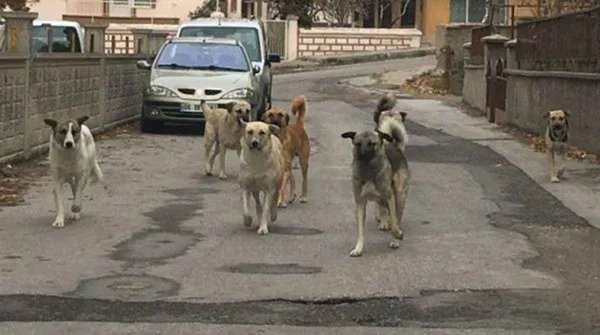 sahipsiz-30-kopek-ciftlige-saldirdi-41-hayvan-telef-oldu-1665902093333.jpg Sahipsiz 30 köpek çiftliğe saldırdı: 41 hayvan telef oldu - 3
