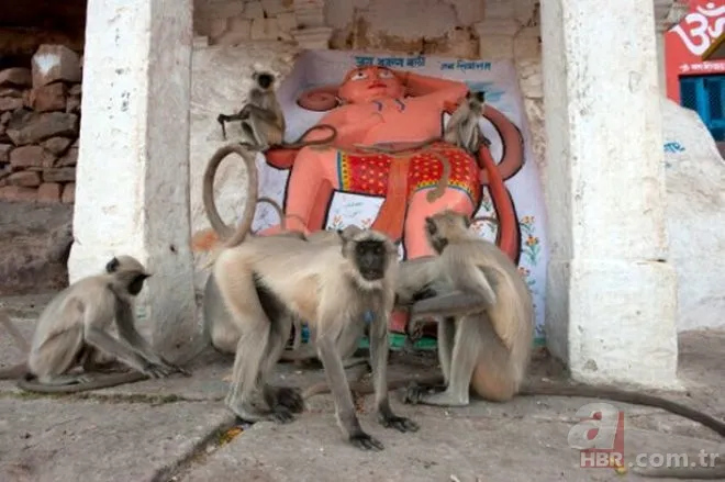 6 yaşındaki çocuğa 'tapmaya' başladılar! Görenler şaştı kaldı... 7