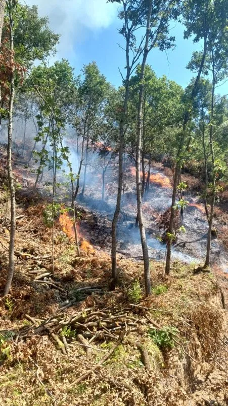 Çanakkale Biga’da orman yangını! Havadan ve karadan müdahale sürüyor