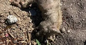 Fethiye’de kurt ölüsü bulundu