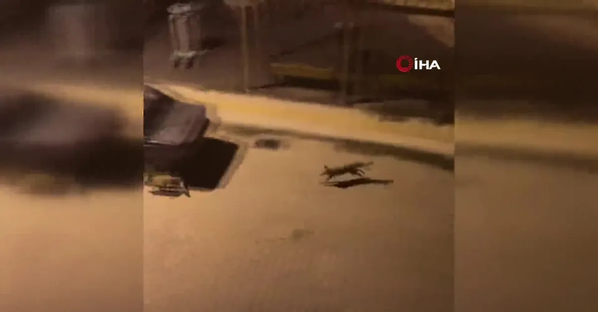 Elazığ’da şehir merkezinde yiyecek arayan tilkiler görüntülendi